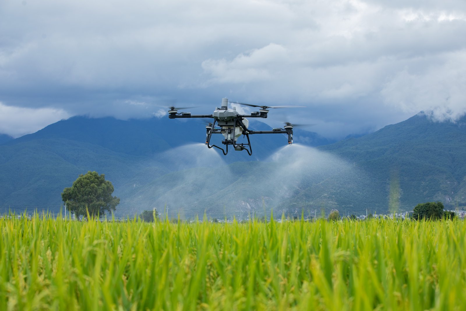 Drone DJI Agras T70P pulverizando lavoura de arroz com montanhas ao fundo